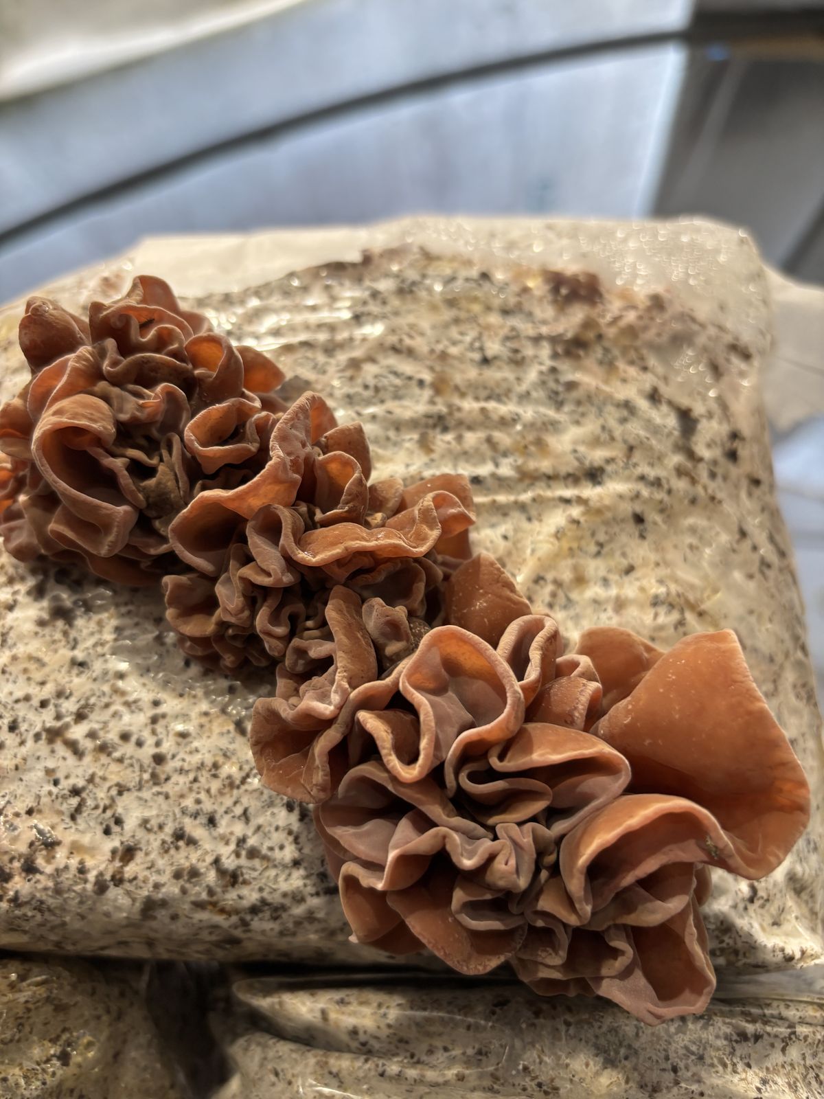Glossy black fungus (wood ear) mushrooms