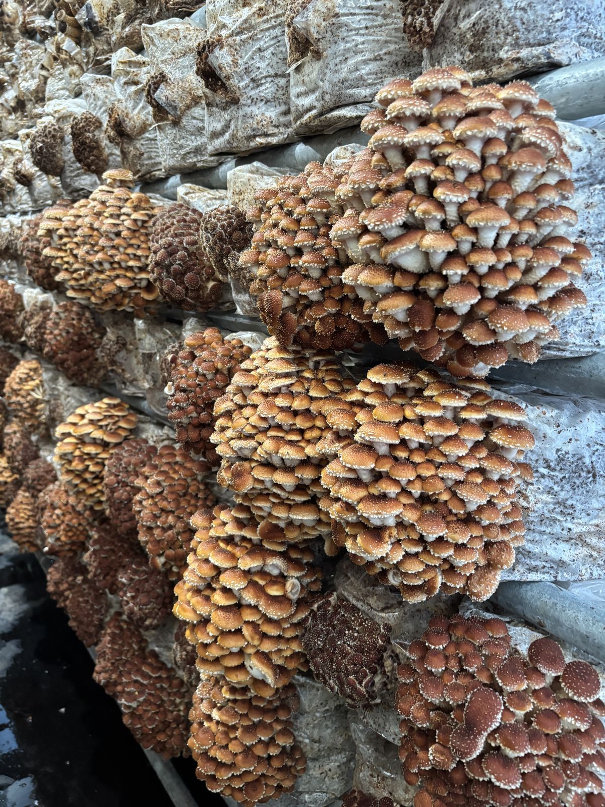 Chestnut mushrooms fruiting in clusters in the grow room