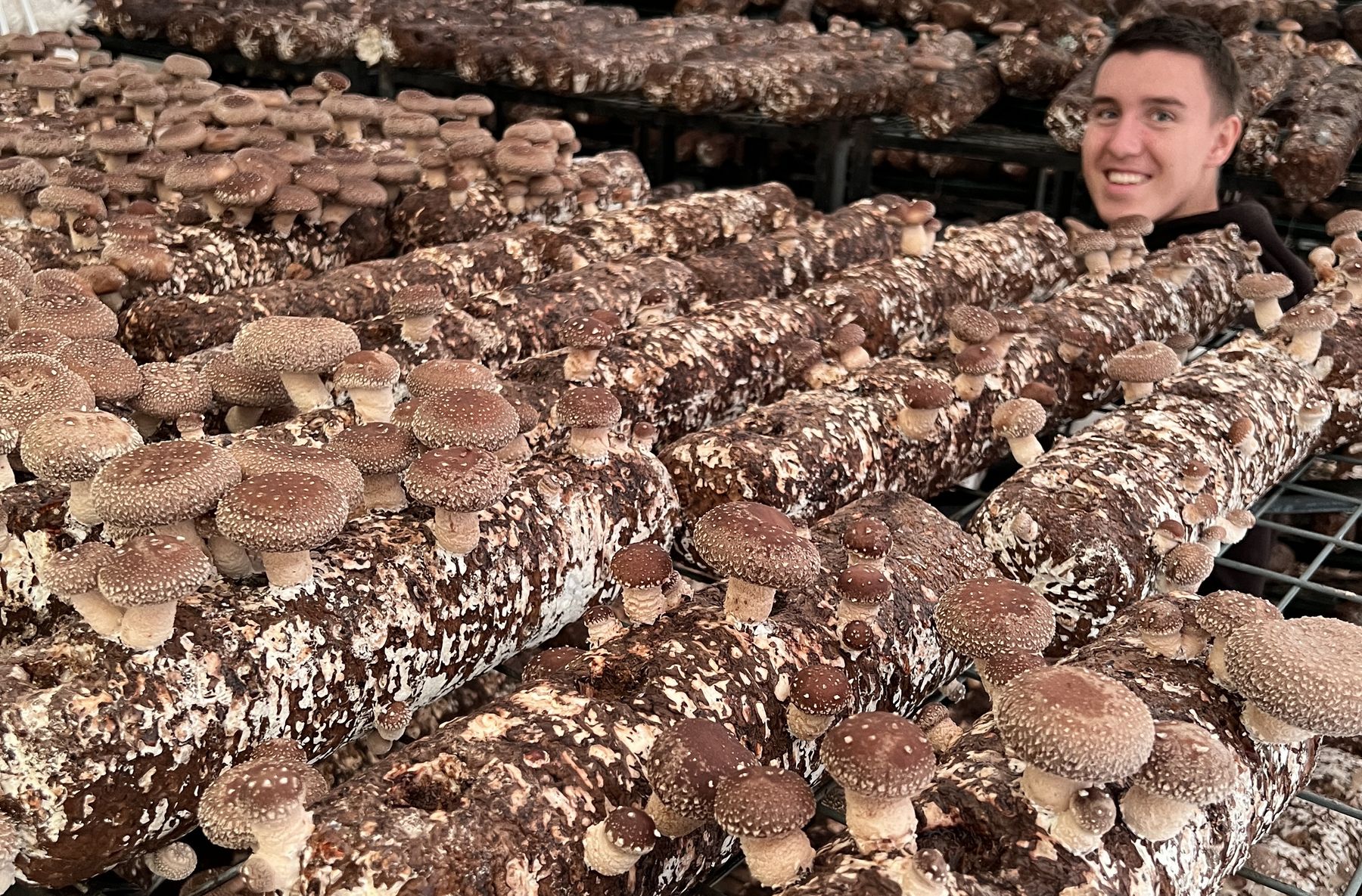 Inside a Shroom Brothers grow room, racks lined with fruiting blocks
