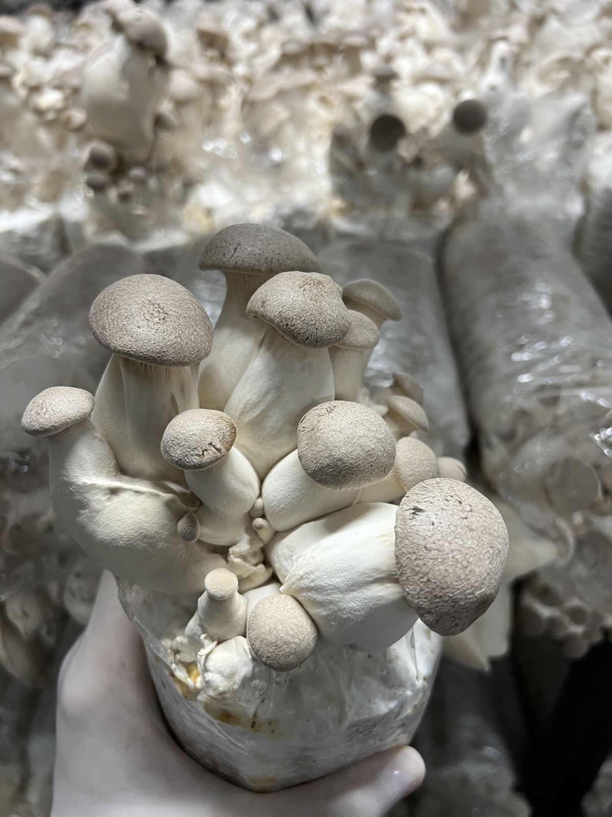 A thick cluster of king oyster mushrooms fresh off the block