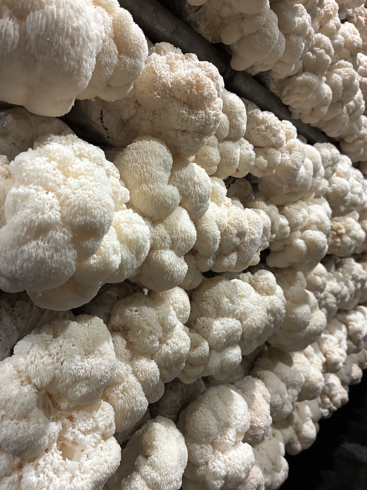 Snow-white lion's mane mushrooms