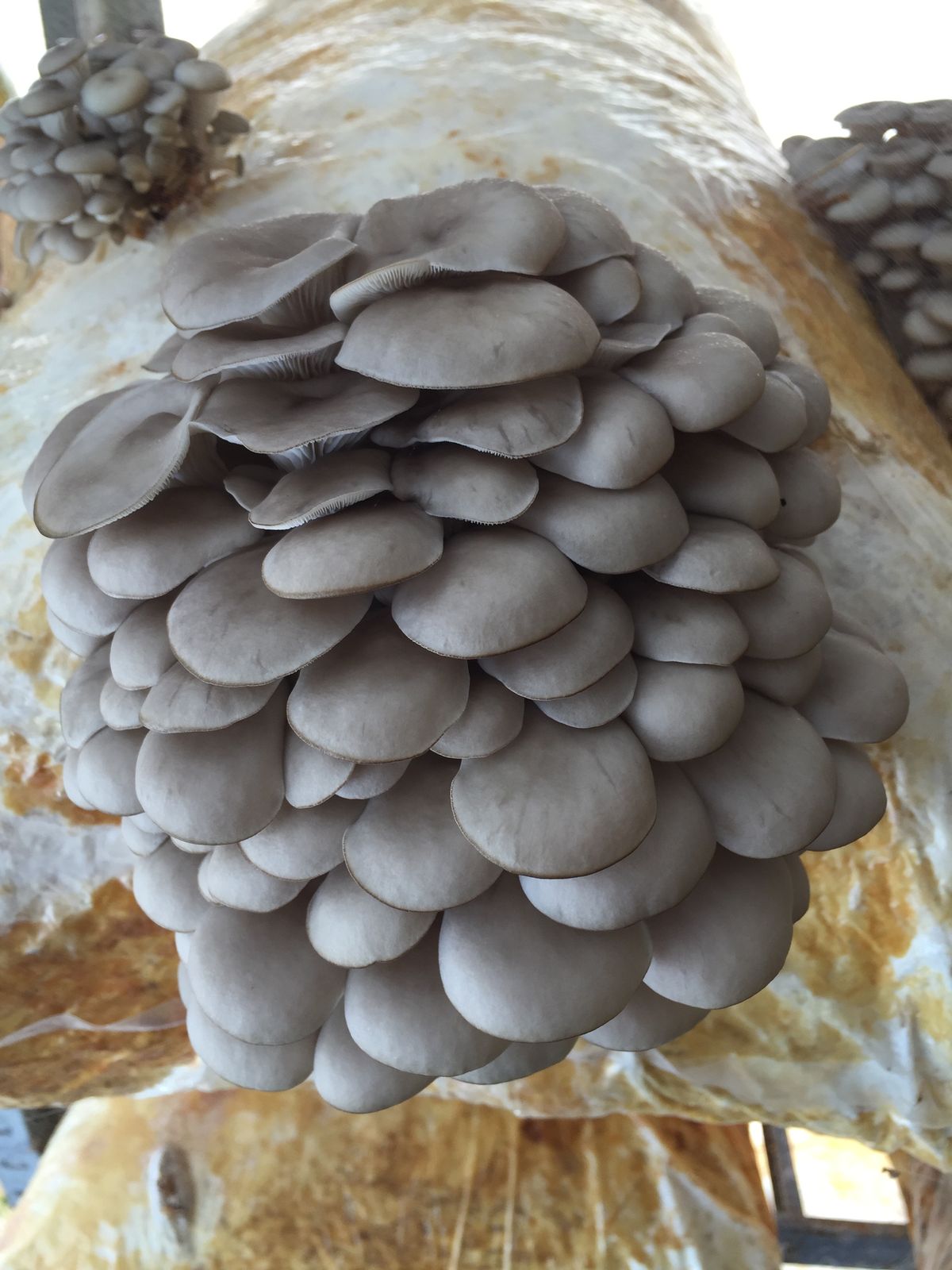 Freshly harvested oyster mushrooms