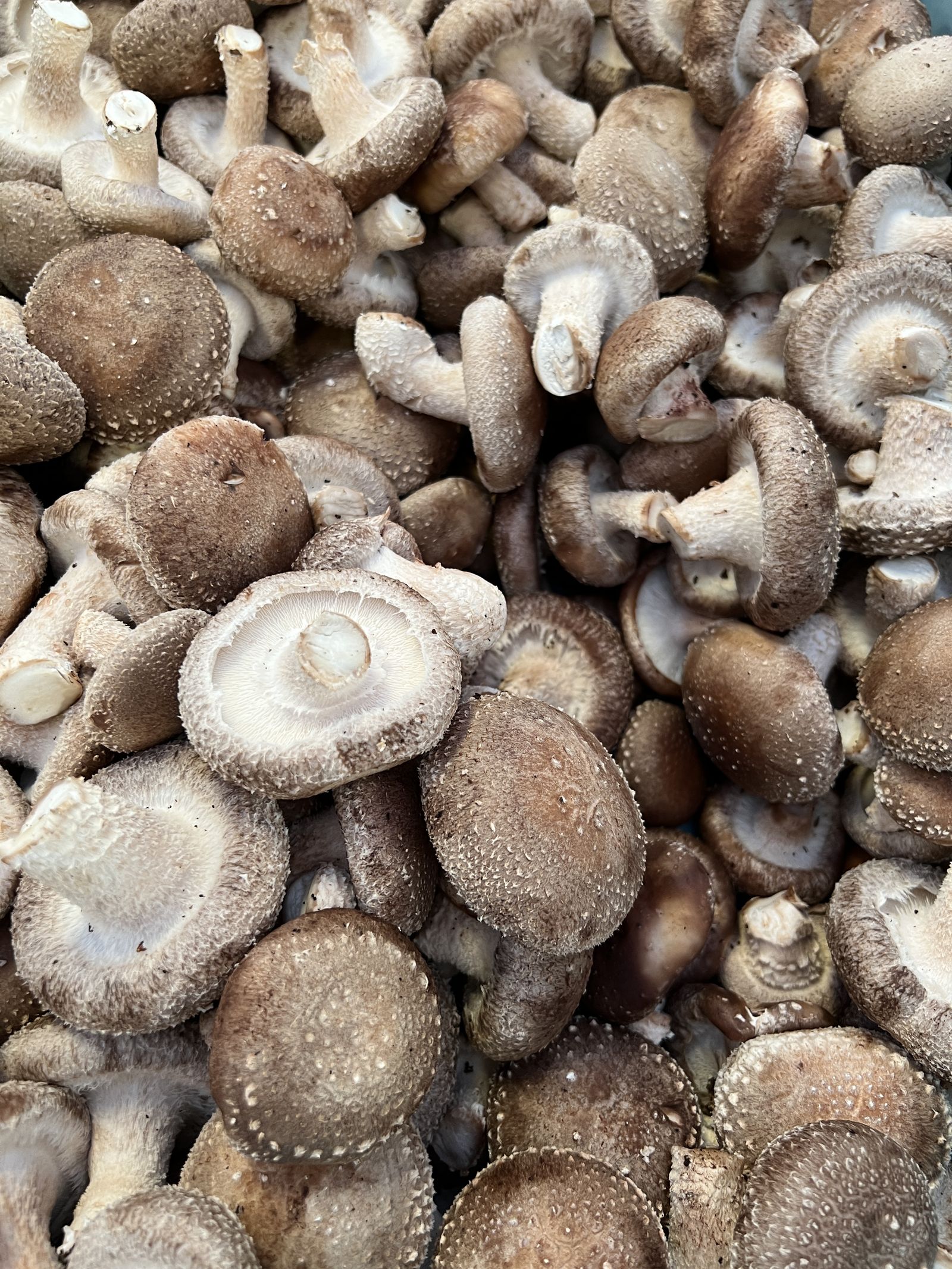 Shiitake mushrooms ready for harvest